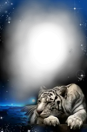 Photo frames. Tiger in the night