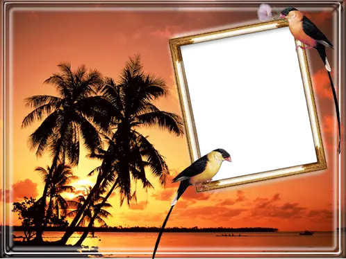 Photo frames. Tropical birds